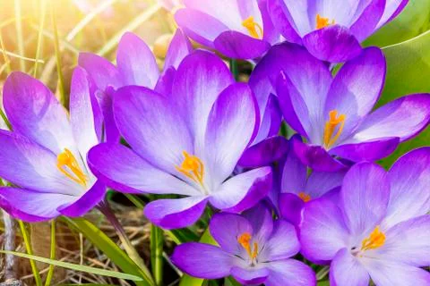 Macro of some purple crocuses in spring Stock Photos