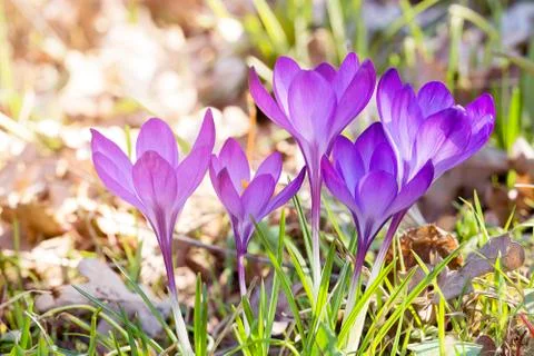 Macro of some purple crocuses in spring Stock Photos