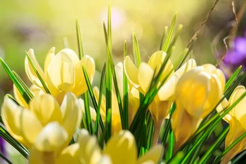 Macro of some yellow crocuses in spring Stock Photos