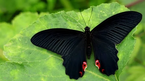 Macro spangle butterfly papilio protenor fresh emergence spring morning india Stock Footage 335031240