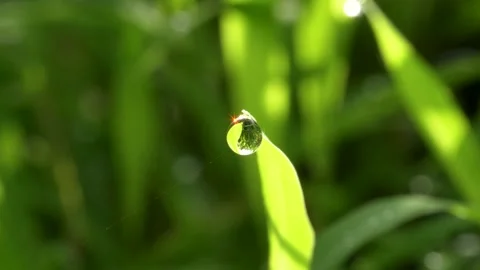 Macro of a Sparkling Dewdrop with a Bright Sun Glint. Stock Footage 317175215