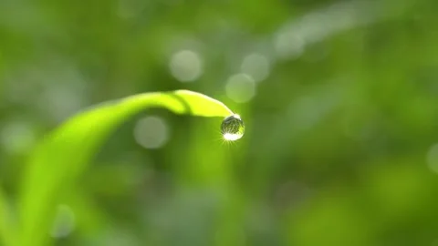 Macro of a Sparkling Dewdrop on Grass with Bokeh. Stock Footage 317175017