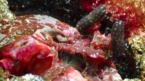 Macro spearing mantis shrimp eyes 4K Stock Footage 331276433