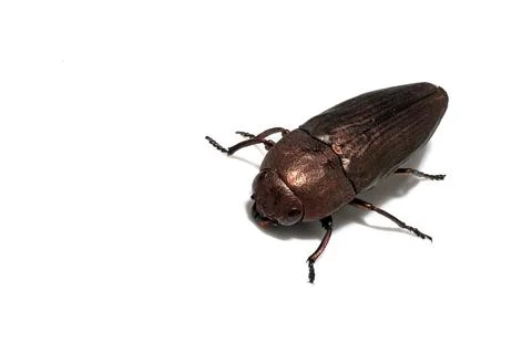 Macro of Sphenoptera Beetle Isolated on White Background Stock Photos