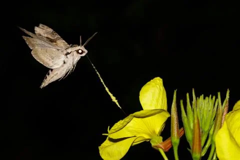 Macro of the sphingidae Stock Photos