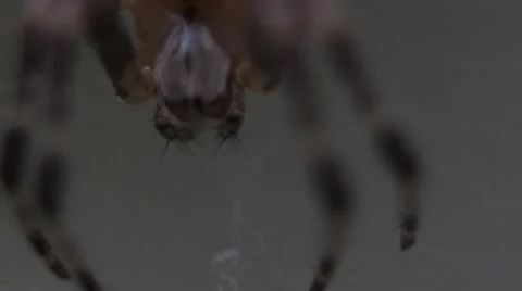 Macro spider _2 Stock Footage 25571354
