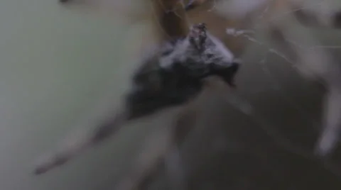 Macro spider _5 Stock Footage 25569801