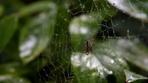 Macro of spider and  dew water droplets on spider web close-up 库存影片 11491985