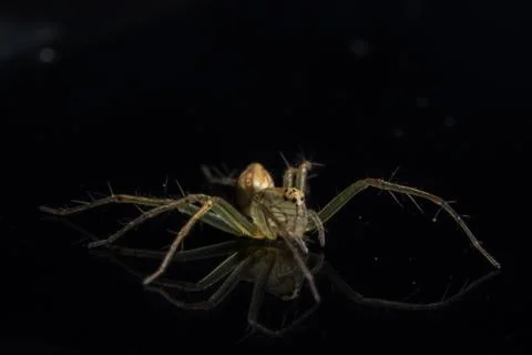 Macro Spider on Black Mirror Stock Photos