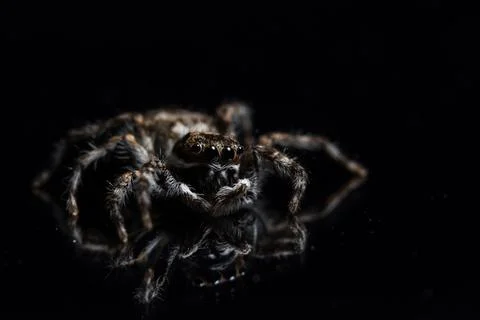 Macro Spider on Black Mirror Stock Photos