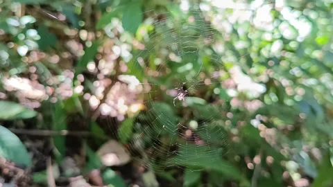 Macro Spider Descending: Spider Using Its Web in Forest Видео 332050866