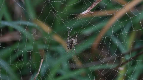 Macro, spider on dew-covered web swaying in wind as sun emerges. HD 1080p 24fps. Stock Footage 22705906