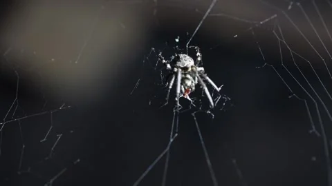 Macro of Spider Eating Prey on Web with Dark Background Stock Footage 331860949
