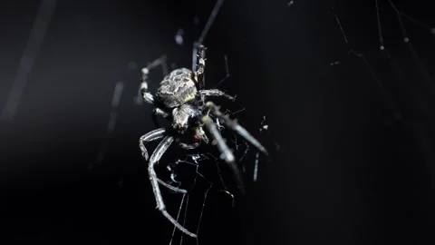 Macro of Spider Eating Prey on Web with Dark Background Stock Footage 331861058