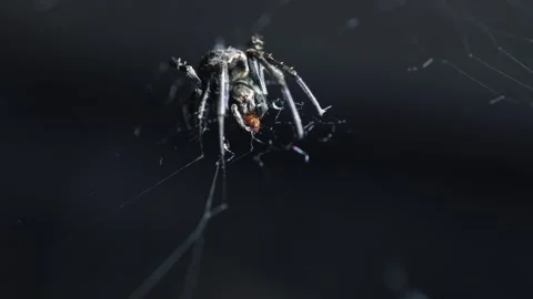 Macro of Spider Eating Prey on Web with Dark Background Stock Footage 331861059