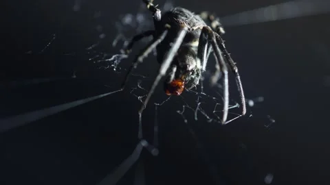 Macro of Spider Eating Prey on Web with Dark Background Stock Footage 331861063