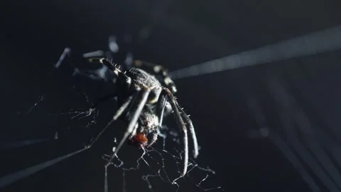 Macro of Spider Eating Prey on Web with Dark Background Stock Footage 331861477