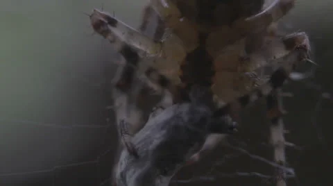 Macro spider feeding time _1 Stock Footage 25570864