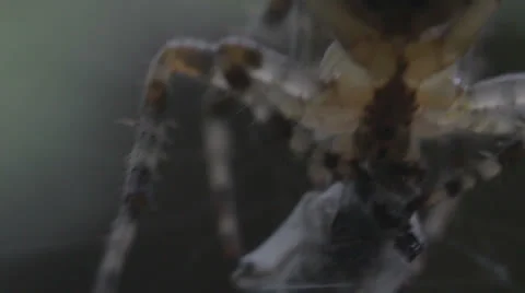 Macro spider feeding time Stock Footage 25571057