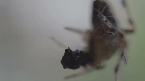 Macro spider [flea struggling _1] Stock Footage 25569529