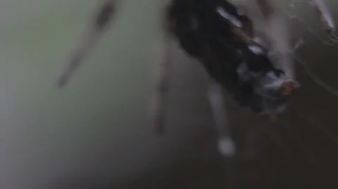 Macro spider [flea struggling] Stock Footage 25570187