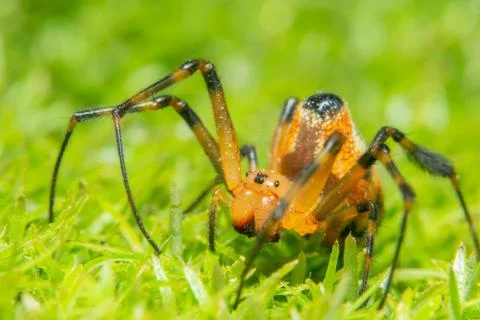 Macro spider on grass forest Stock Photos