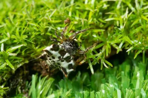 Macro spider on grass forest Stock Photos