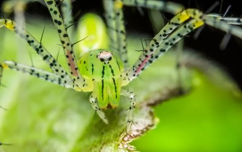 Macro spider green on the leaf Stock Photos