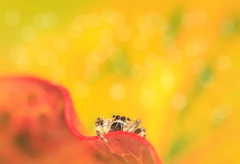 Macro spider jumping Stock Photos