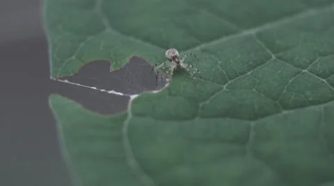 Macro spider on leaf Video stock 27156795