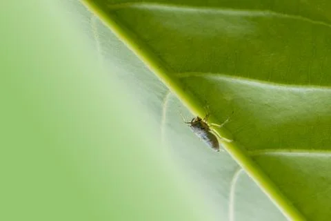 Macro spider on the leaf Stock Photos
