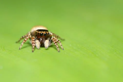 Macro spider on the leaf Stock Photos