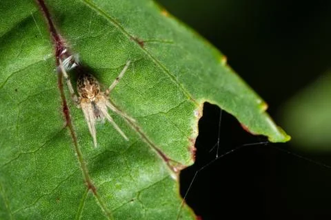 Macro spider on the leaf Stock Photos