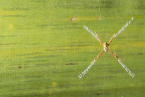 Macro spider on the leaf Stock Photos