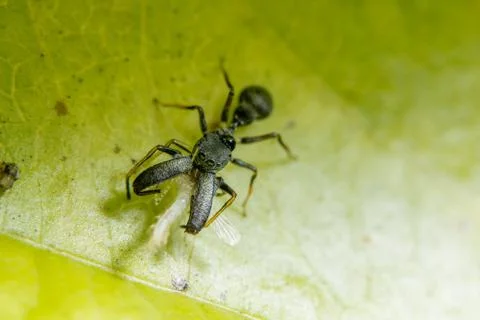Macro spider on the leaf Stock Photos