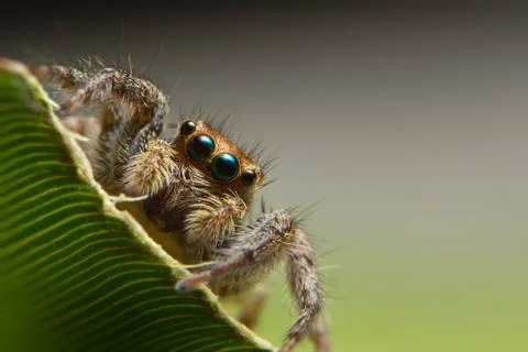 Macro Spider on Leaf Stock Photos