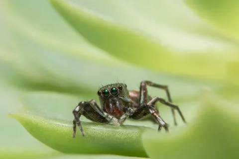 Macro Spider on Leaf Stock Photos