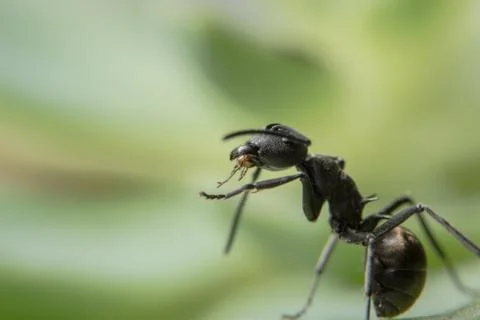 Macro Spider on Leaf Stock Photos