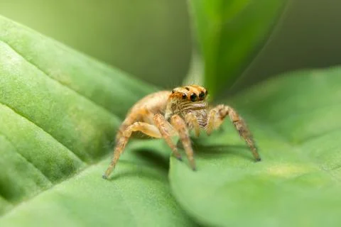 Macro Spider on Leaf Stock Photos