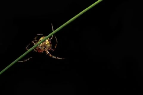 Macro Spider on Leaf Stock Photos