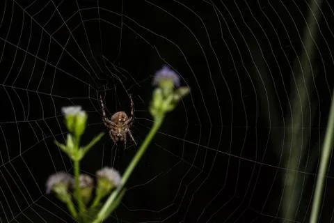 Macro Spider on Leaf Stock Photos