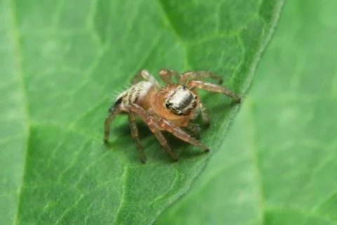 Macro Spider on Leaf Stock Photos