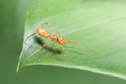 Macro Spider on Leaf Stock Photos