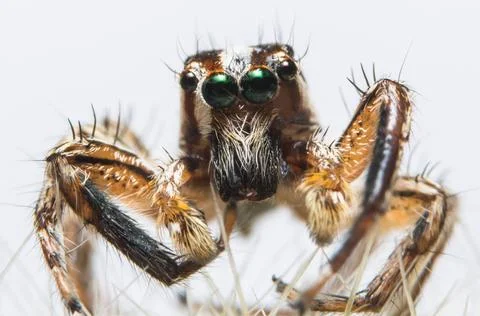 Macro Spider on Leaf Stock Photos