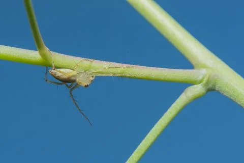 Macro Spider on Leaf Stock Photos