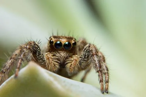 Macro Spider on Leaf 스톡 사진