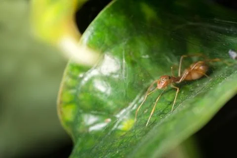 Macro Spider on Leaf 스톡 사진