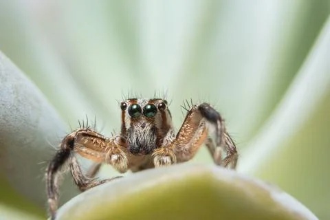 Macro Spider on Leaf 스톡 사진