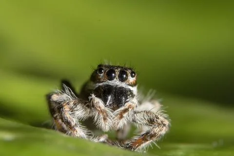 Macro Spider on Leaf Stock Photos