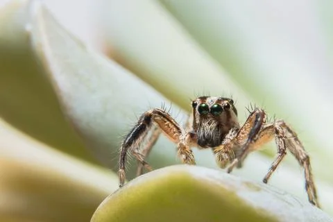 Macro Spider on Leaf Stock Photos